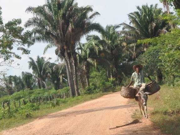 Transporte por burro, muito comum na estrada entre Astrea e Mompós, na Colômbia